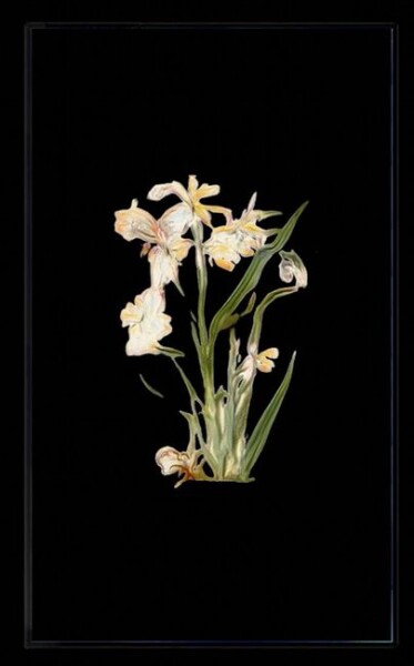 Infinite Herbarium - Morphosis #1 - Wesfarmers Art